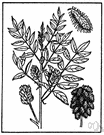 American licorice - North American plant similar to true licorice and having a root with similar properties