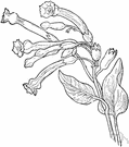 mustard tree - evergreen South American shrub naturalized in United States