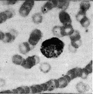 cocci - any spherical or nearly spherical bacteria