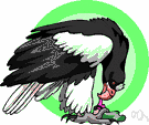 Haliaeetus pelagicus - found on coasts of the northwestern Pacific