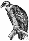 Gyps fulvus - large vulture of southern Europe and northern Africa having pale plumage with black wings