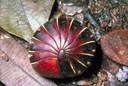 genus Armadillidium - type genus of the Armadillidiidae