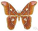 genus Atticus - atlas moth