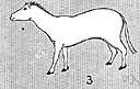 Mesohippus - North American three-toed Oligocene animal