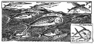 Trachurus symmetricus - a California food fish