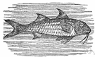 Mullus - type genus of the Mullidae: goatfishes