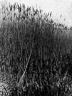 genus Phragmites - reeds of marshes and riversides in tropical or temperate regions