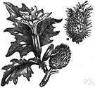 thorn apple - any of several plants of the genus Datura