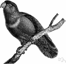 Insessores - a bird with feet adapted for perching (as on tree branches)