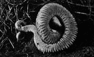 Bitis arietans - large African viper that inflates its body when alarmed