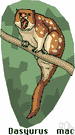 eastern dasyure - a variety of dasyure
