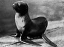 Arctocephalus philippi - a fur seal of the Pacific coast of California and southward