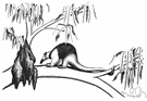 Tamandua tetradactyla - small toothless anteater with prehensile tail and four-clawed forelimbs