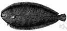 genus Solea - type genus of the Soleidae