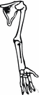 shoulder bone - either of two flat triangular bones one on each side of the shoulder in human beings