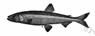 rainbow smelt - common smelt of eastern North America and Alaska
