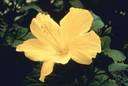Hibiscus tiliaceus - shrubby tree widely distributed along tropical shores