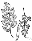genus Cladrastis - yellowwoods