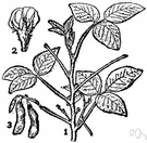soybean - erect bushy hairy annual herb having trifoliate leaves and purple to pink flowers