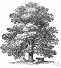 Platanus orientalis - large tree of southeastern Europe to Asia Minor