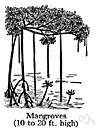 family Avicenniaceae - used in some classifications: coextensive with the genus Avicennia