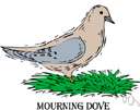 Zenaidura macroura - wild dove of the United States having a mournful call