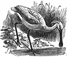 Platalea leucorodia - pure white crested spoonbill of southern Eurasia and northeastern Africa