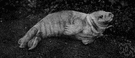 Erignathus barbatus - medium-sized greyish to yellow seal with bristles each side of muzzle