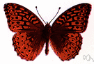 genus Argynnis - fritillaries