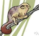Petaurista petaurista - East Indian flying squirrel