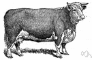 Hereford - hardy English breed of dairy cattle raised extensively in United States
