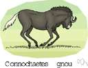 wildebeest - large African antelope having a head with horns like an ox and a long tufted tail