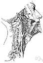 middle cerebral artery - one of two branches of the internal carotid artery