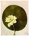 American lotus - water lily of eastern North America having pale yellow blossoms and edible globular nutlike seeds
