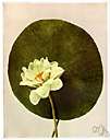 Nelumbo lutea - water lily of eastern North America having pale yellow blossoms and edible globular nutlike seeds
