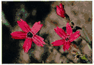 Silene virginica - perennial herb of eastern North America, having red flowers with narrow notched petals