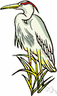 plume grass - a reedlike grass of the genus Erianthus having large plumes