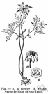 Tacca - genus of tropical plants with creeping rootstocks and small umbellate flowers