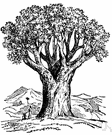 dragon tree - tall tree of the Canary Islands