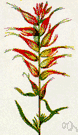 Euphorbia heterophylla - showy poinsettia found from the southern United States to Peru