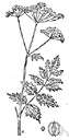 wild parsnip - biennial weed in Europe and America having large pinnate leaves and yellow flowers and a bitter and somewhat poisonous root