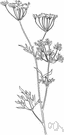 anise plant - native to Egypt but cultivated widely for its aromatic seeds and the oil from them used medicinally and as a flavoring in cookery