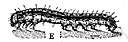 arthropodous - of or relating to invertebrates of the phylum Arthropoda