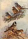 white-crowned sparrow