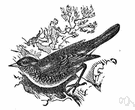 mistletoe thrush - large European thrush that feeds on mistletoe berries