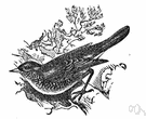 Turdus viscivorus - large European thrush that feeds on mistletoe berries