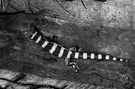 banded gecko - any of several geckos with dark bands across the body and differing from typical geckos in having movable eyelids