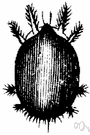 trombidiid - mite that in all stages feeds on other arthropods
