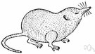 American shrew mole - greyish-black shrew mole of the United States and Canada American shrew mole - greyish-black shrew mole of the United States and Canada