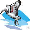 genus Ibis
